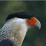 Caracara du Nord