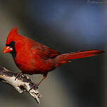 Cardinal rouge