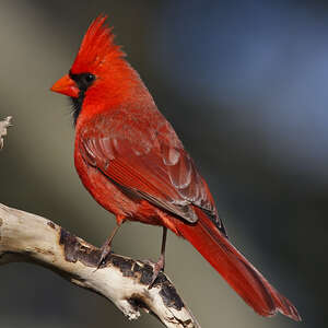 Cardinal Rouge Cardinalis Cardinalis