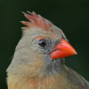 Cardinal rouge