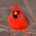 Cardinal rouge