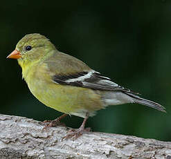 Chardonneret jaune