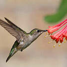 Colibri à gorge rubis