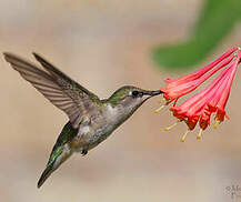 Colibri à gorge rubis