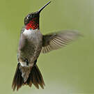 Colibri à gorge rubis
