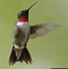 Colibri à gorge rubis