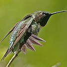 Colibri à gorge rubis