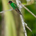 Colibri à tête noire