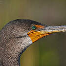 Cormoran à aigrettes