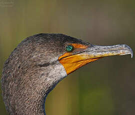 Cormoran à aigrettes