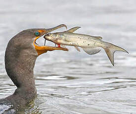 Cormoran à aigrettes