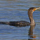Cormoran à aigrettes