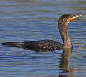 Cormoran à aigrettes