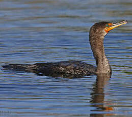 Cormoran à aigrettes