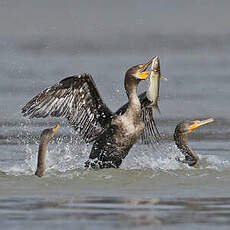 Cormoran à aigrettes