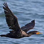 Cormoran à aigrettes