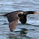 Cormoran à aigrettes