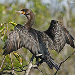 Cormoran à aigrettes