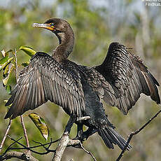 Cormoran à aigrettes