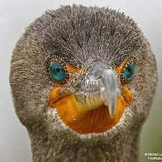 Cormoran à aigrettes