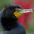Cormoran à aigrettes