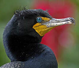 Cormoran à aigrettes