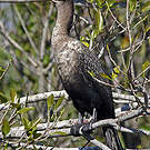 Cormoran à aigrettes