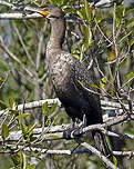 Cormoran à aigrettes