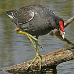 Gallinule d'Amérique