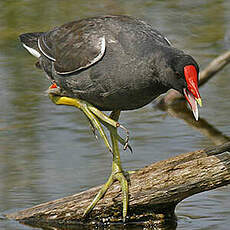 Gallinule d'Amérique