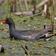 Gallinule d'Amérique