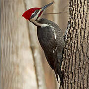 Piciformes