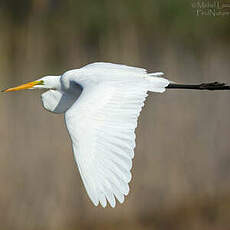 Grande Aigrette