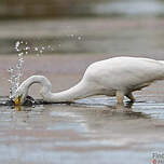 Grande Aigrette