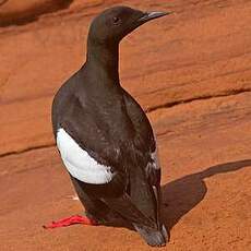 Guillemot à miroir