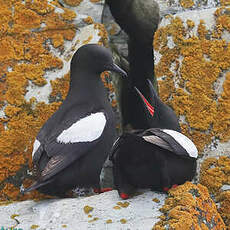 Guillemot à miroir