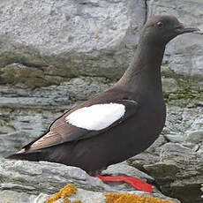 Guillemot à miroir