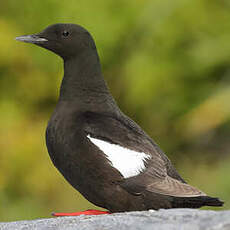 Guillemot à miroir