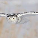 Harfang des neiges