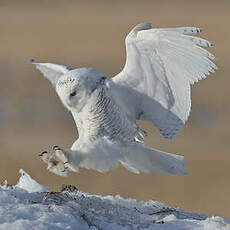 Harfang des neiges