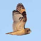 Hibou des marais