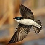 Hirondelle bicolore