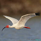 Ibis blanc
