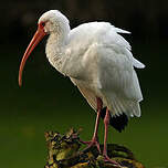 Ibis blanc