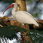 Ibis blanc