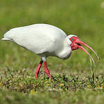 Ibis blanc