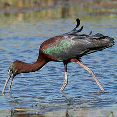 Ibis falcinelle