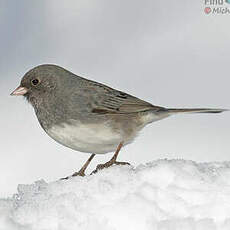 Junco ardoisé