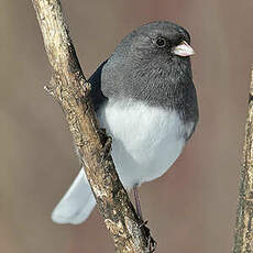 Junco ardoisé