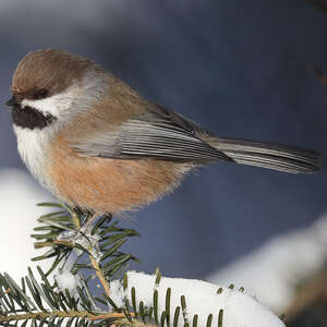 Mésange à tête brune